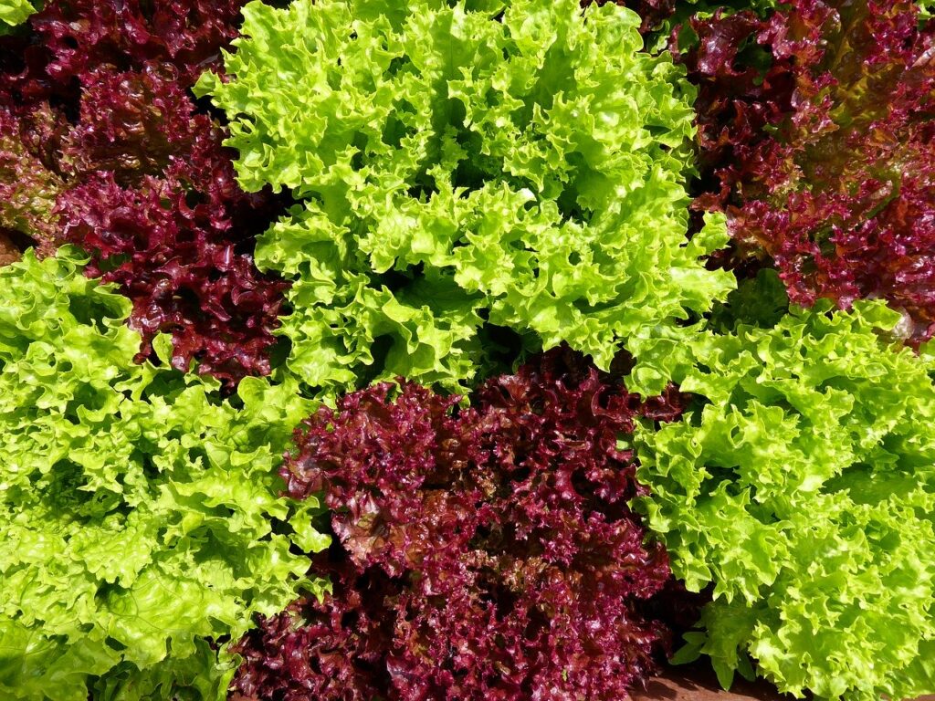 eat, food, salad